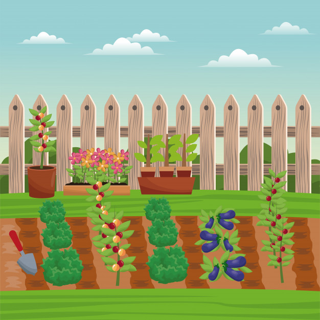 626x626 Vegetable Field Farm Fence Vector Premium Download