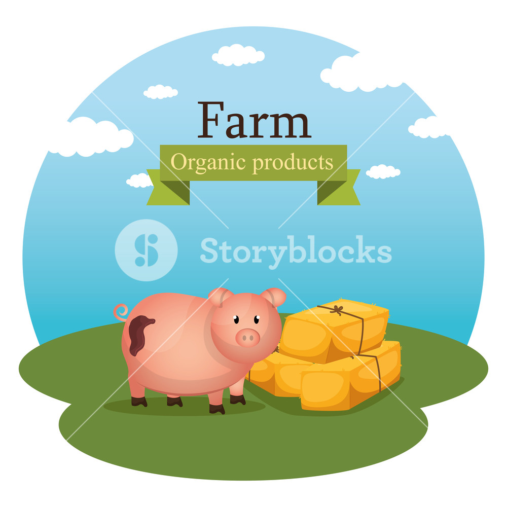 1000x1000 Pigs In The Farm Scene Vector Illustration Design Royalty Free