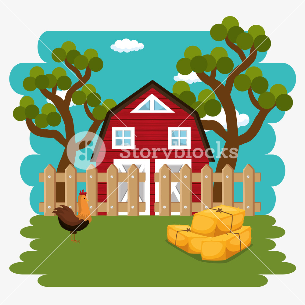 1000x1000 Roosters In The Farm Scene Vector Illustration Design Royalty Free