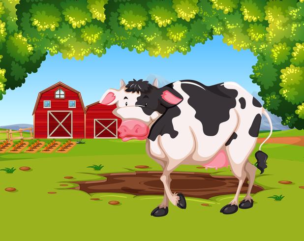 618x490 Cow In Farm Scene