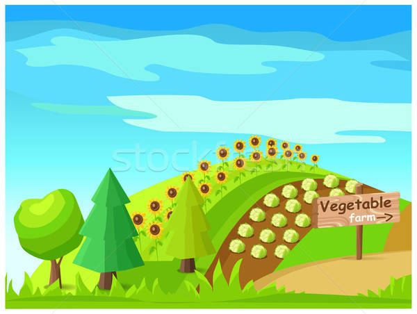 600x452 Vegetable Farm Vector With Harvest On Field Vector Illustration