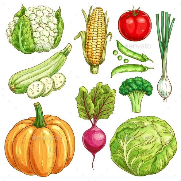 Vegetables Sketch Icons Set Of Farmer Market Veggies Vector 590x590 Vegetables Sketch Icons Set Of Farmer Market Veggies Vector