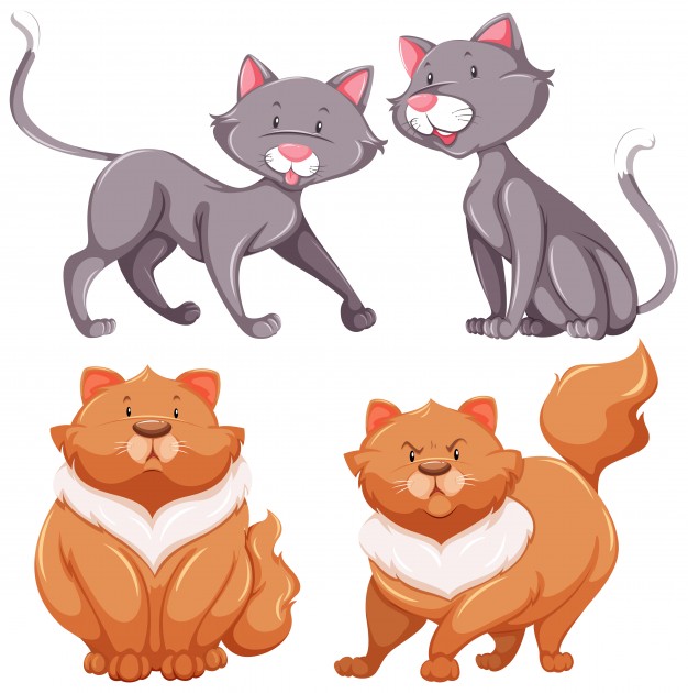 626x630 Fat Cat Vectors, Photos And Free Download
