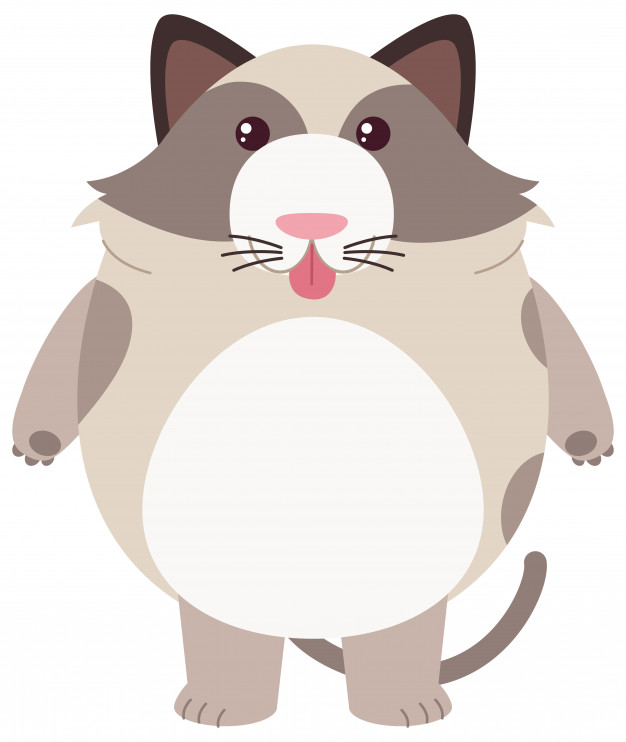 626x742 Fat Cat On White Background Vector Free Download