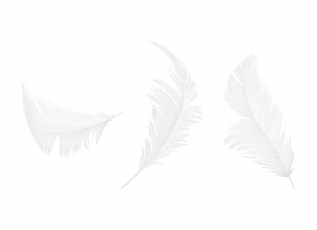 626x455 Feather Vectors, Photos And Free Download