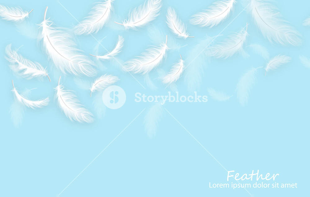 1000x634 Feathers Background Vector Realistic White Feathers On Blue Card