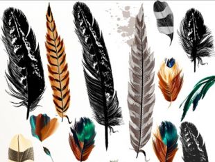 310x233 Realistic Feather Silhouette Vector Free Vectors Ui Download