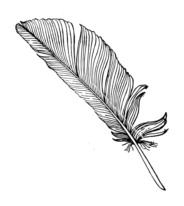 Feather Vector Png, Png Collections 600x672 Feather Vector Png, Png Collections