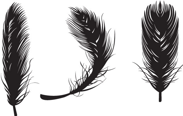 Feather Vectors Free Vector In Adobe Illustrator 591x374 Feather Vectors Free Vector In Adobe Illustrator