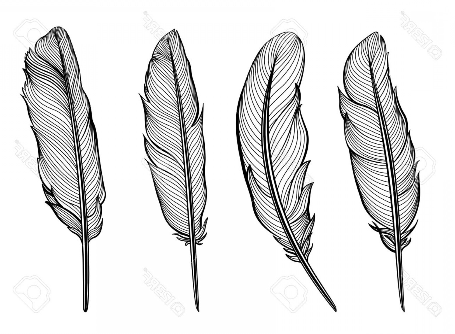 Photostock Vector Set Of Isolated Feathers Vector Illustration 1560x1146 Photostock Vector Set Of Isolated Feathers Vector Illustration