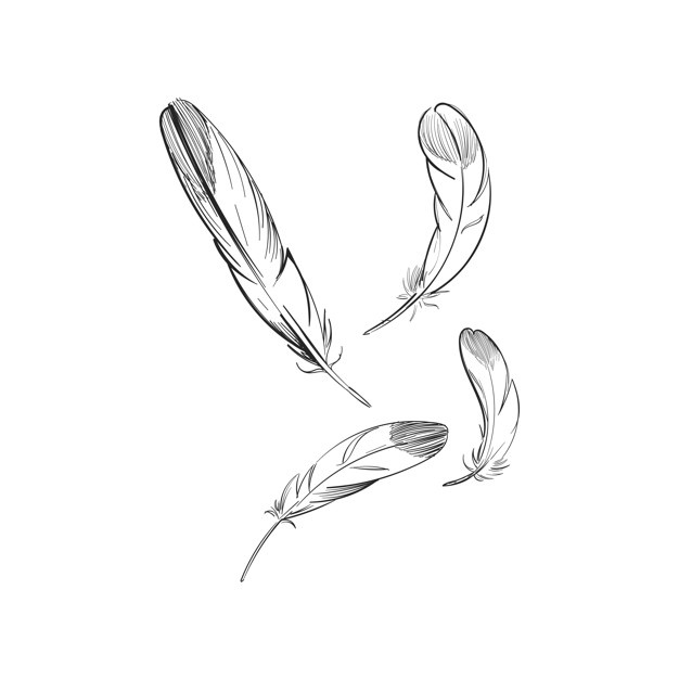 626x627 Feather Vectors, Photos And Free Download