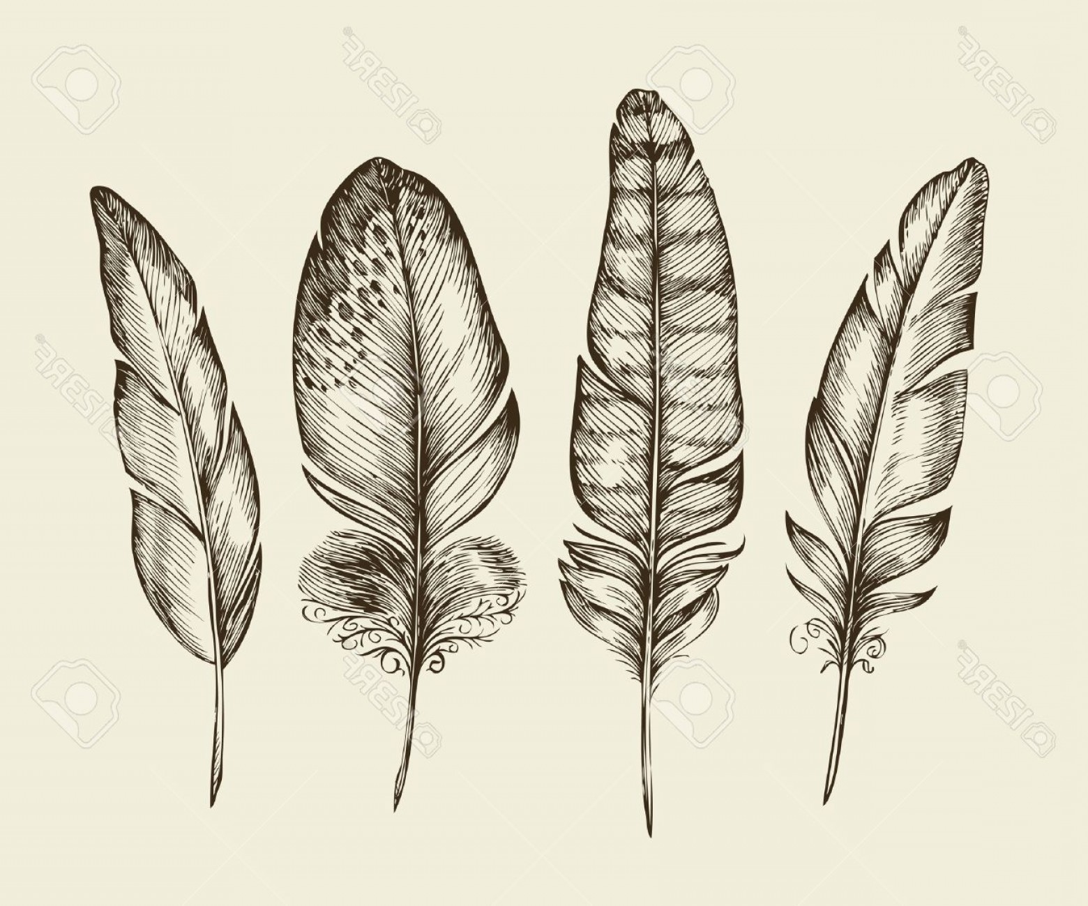 1560x1299 Hawk Feather Vector Handandbeak