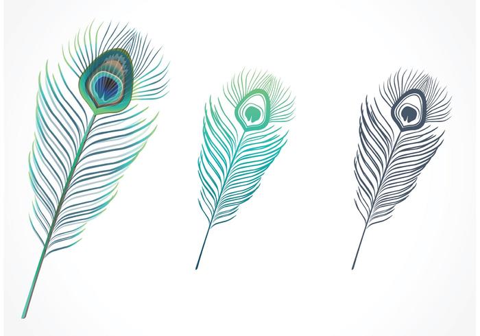 700x490 Isolated Peacock Feather Vector