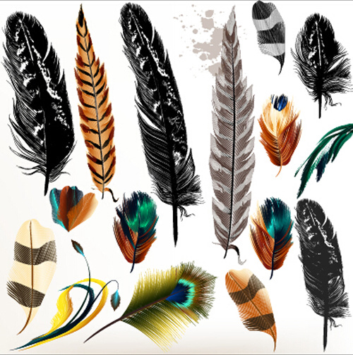 Realistic Feathers Vector Design Set Free Vector In Encapsulated 500x504 Realistic Feathers Vector Design Set Free Vector In Encapsulated