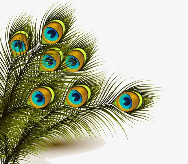 650x565 Peacock Feather, Peacock Clipart, Feathers Background Png
