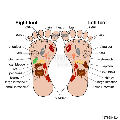500x500 Reflexology Zones Of The Feet Vector Illustration Stock Image