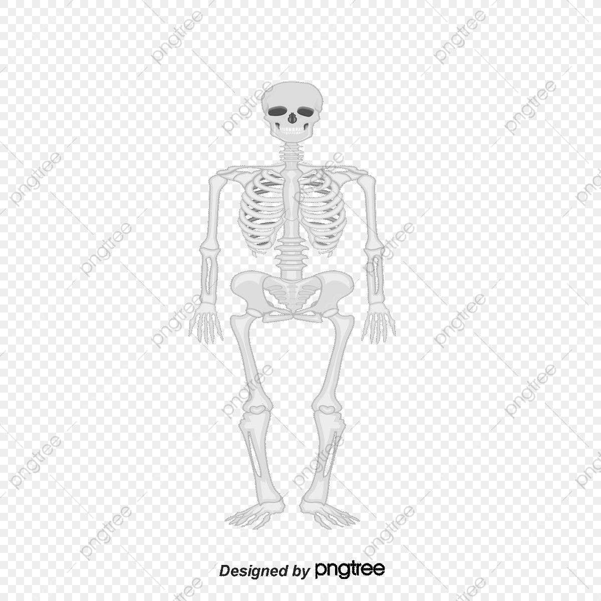 1200x1200 Vector Male And Female Body Structure, Body Vector, Body Structure