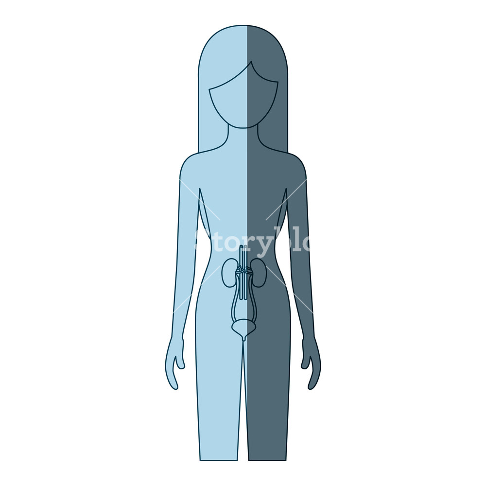 Blue Color Shading Silhouette Female Person With Renal System 1000x1000 Blue Color Shading Silhouette Female Person With Renal System