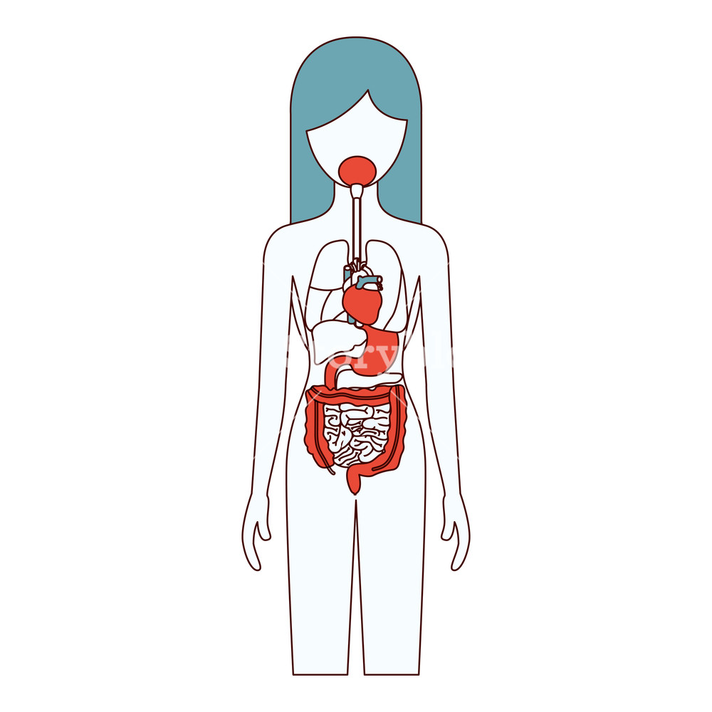 1000x1000 Color Sections Silhouette Female Person With Internal Organs