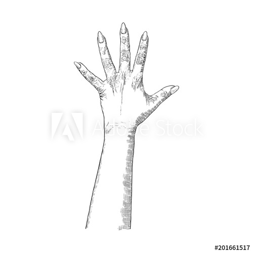 500x500 Gestures Of Human Hand Hand Drawn Female Hand Isolated On White