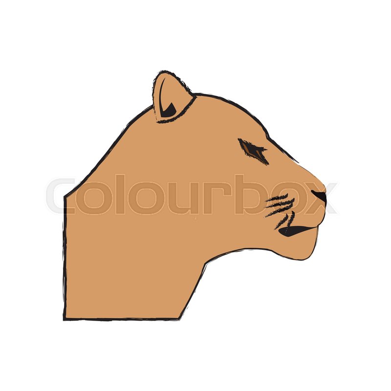 Head Female Lion African Animal Beast Stock Vector Colourbox 800x800 Head Female Lion African Animal Beast Stock Vector Colourbox