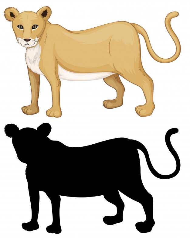 Set Of Female Lion Character Vector Free Download 626x790 Set Of Female Lion Character Vector Free Download
