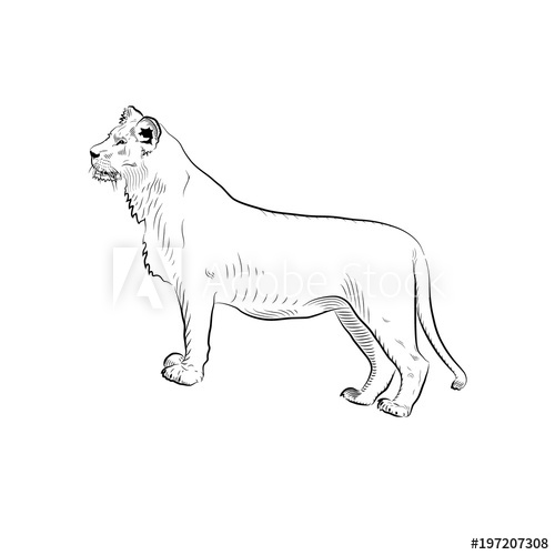 Sketch Of Female Lion 500x500 Sketch Of Female Lion
