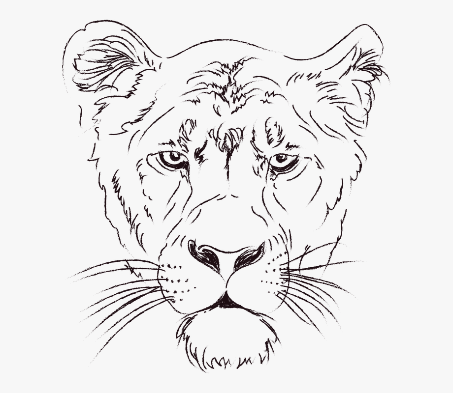 The Lioness Lion Animals Figure Zoo Clip Art 920x800 The Lioness Lion Animals Figure Zoo Clip Art