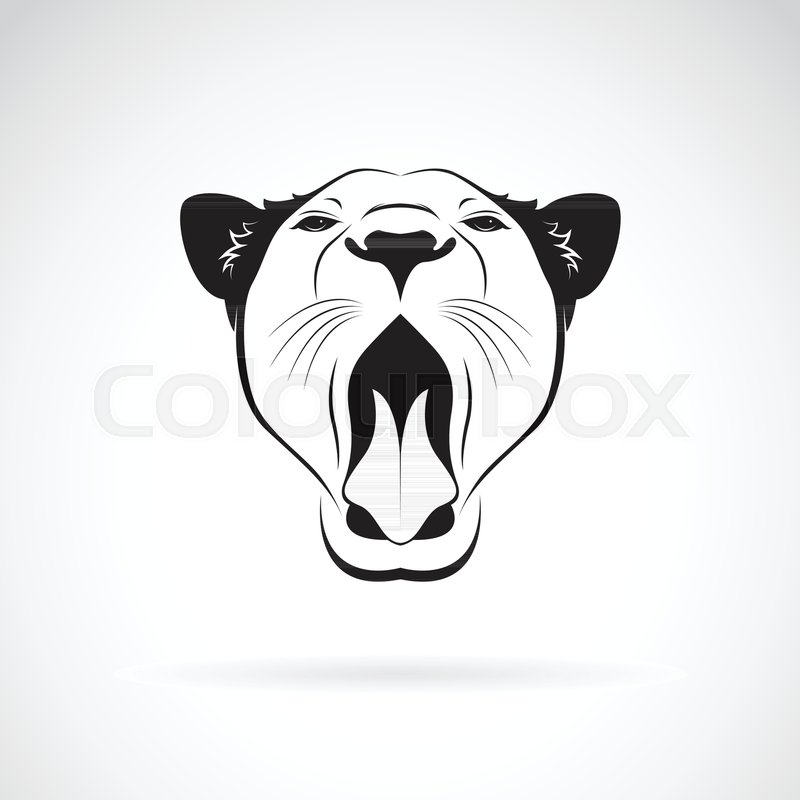 Vector Of A Female Lion Open Mouth On Stock Vector Colourbox 800x800 Vector Of A Female Lion Open Mouth On Stock Vector Colourbox