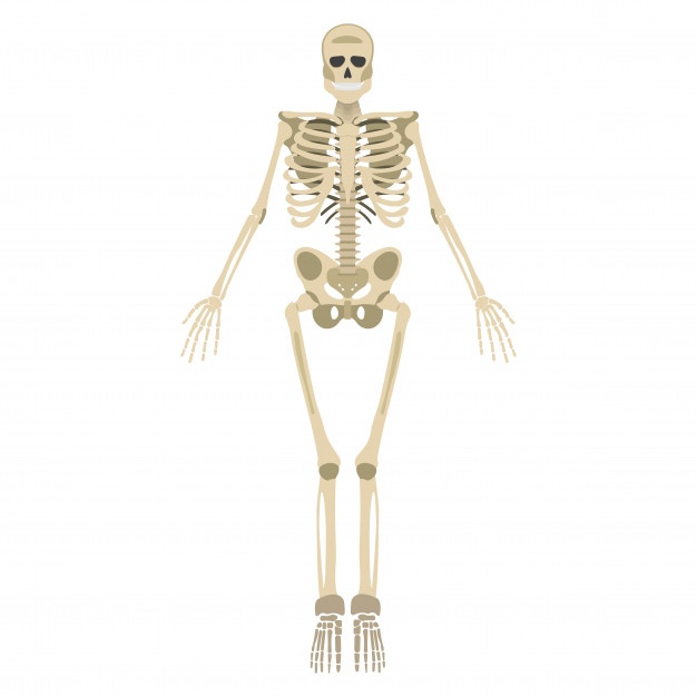 626x626 Femur Vectors, Photos And Free Download