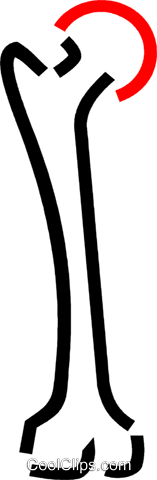 157x480 Femur Bone Royalty Free Vector Clip Art Illustration