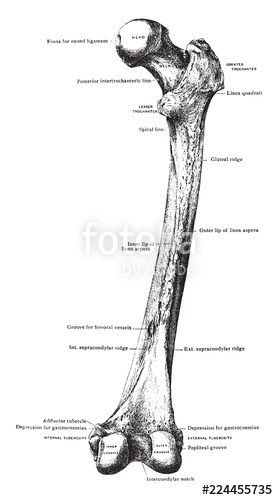 Femur Vector at Vectorified.com | Collection of Femur Vector free for ...