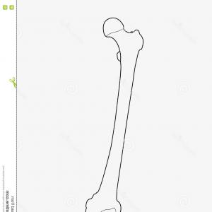 300x300 Human Skeletal System Clipart Bone Structure Png Tearing Studiogrfx