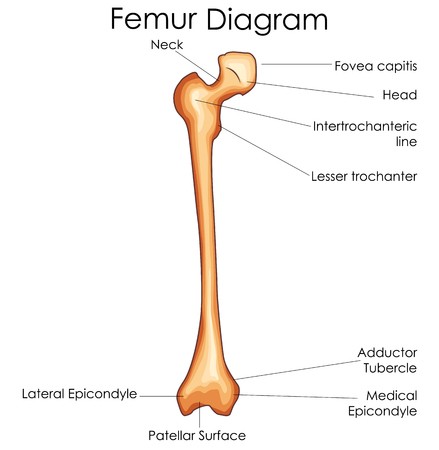 Femur Vector at Vectorified.com | Collection of Femur Vector free for ...