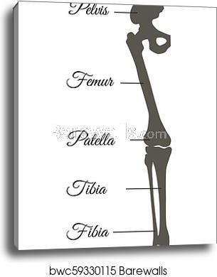 305x390 Pelvis And Femur Poster Title Vector Illustration, Canvas Print