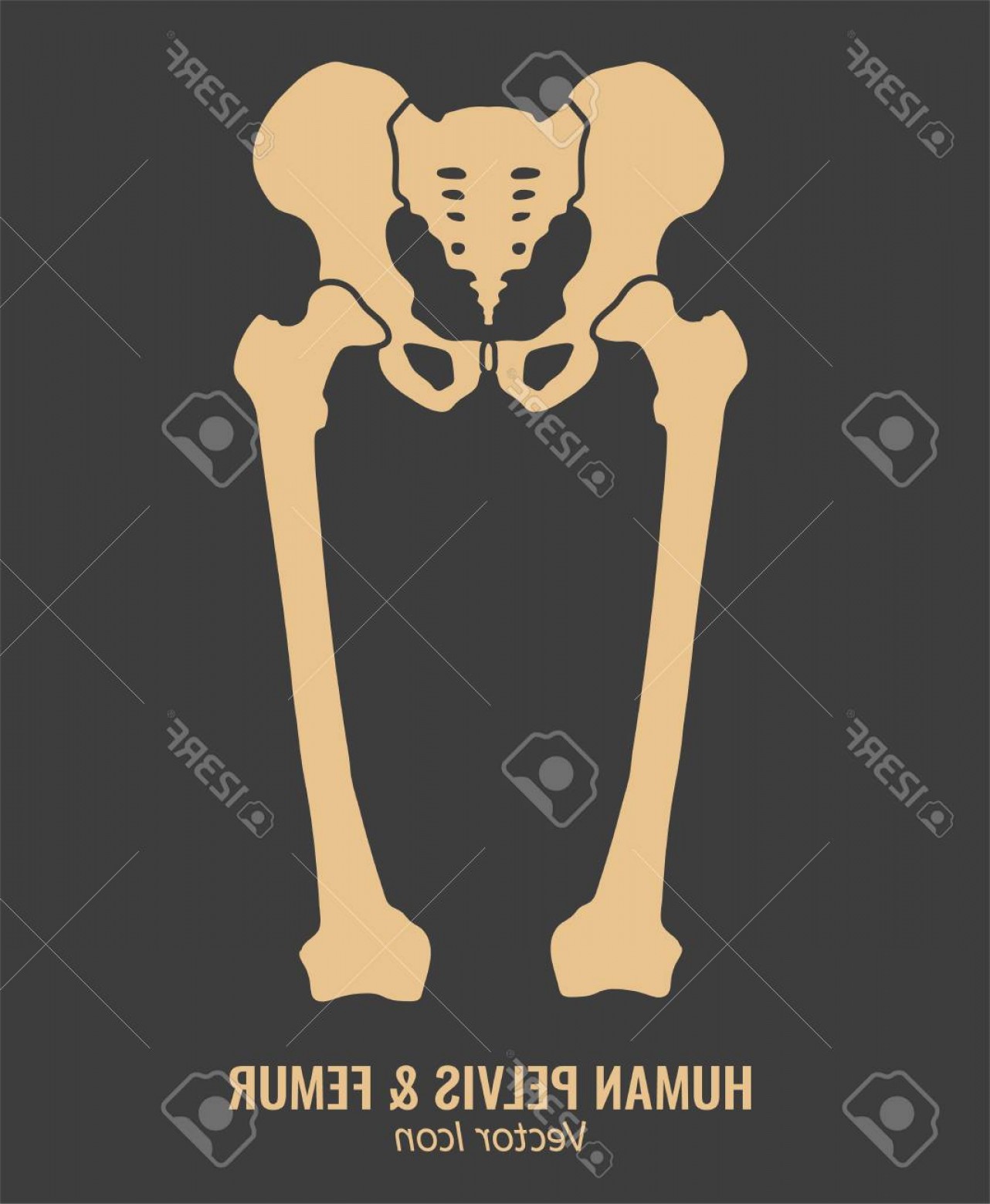 1282x1560 Photostock Vector Human Male Anatomy Icon Pelvis And Femur Image