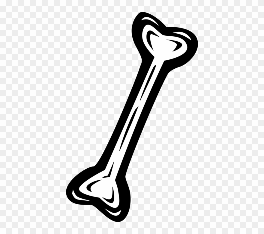 880x780 Vector Illustration Of Human Femur Bone Clipart