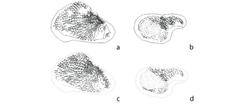 850x390 Vector Plot Of The Third Principal Stress In The Cancellous Bone