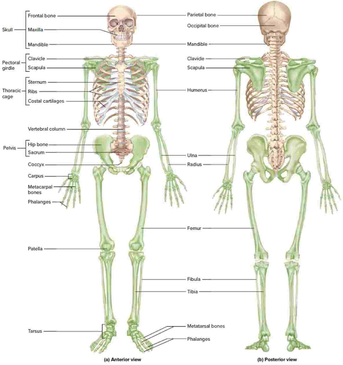 Femur Vector at Vectorified.com | Collection of Femur Vector free for ...