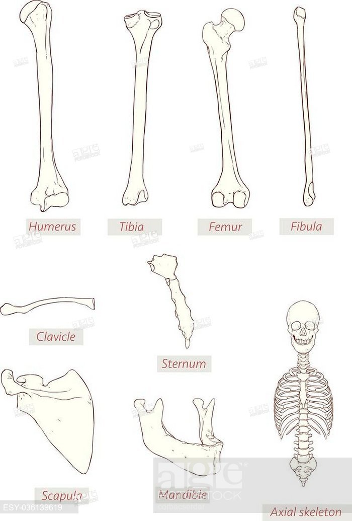 700x1035 Humerus,tibia,femur,fibula,clavicle,sternum,scapula,mandible