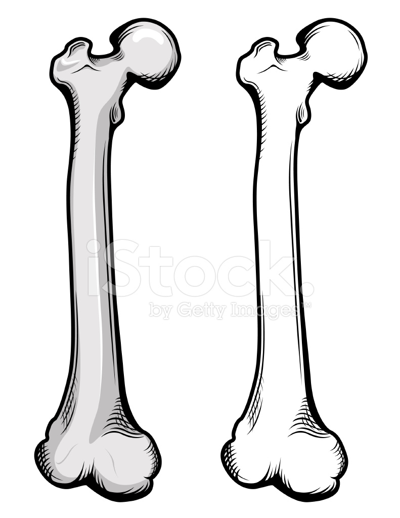 791x1024 Femur Bone Illustration Stock Vector
