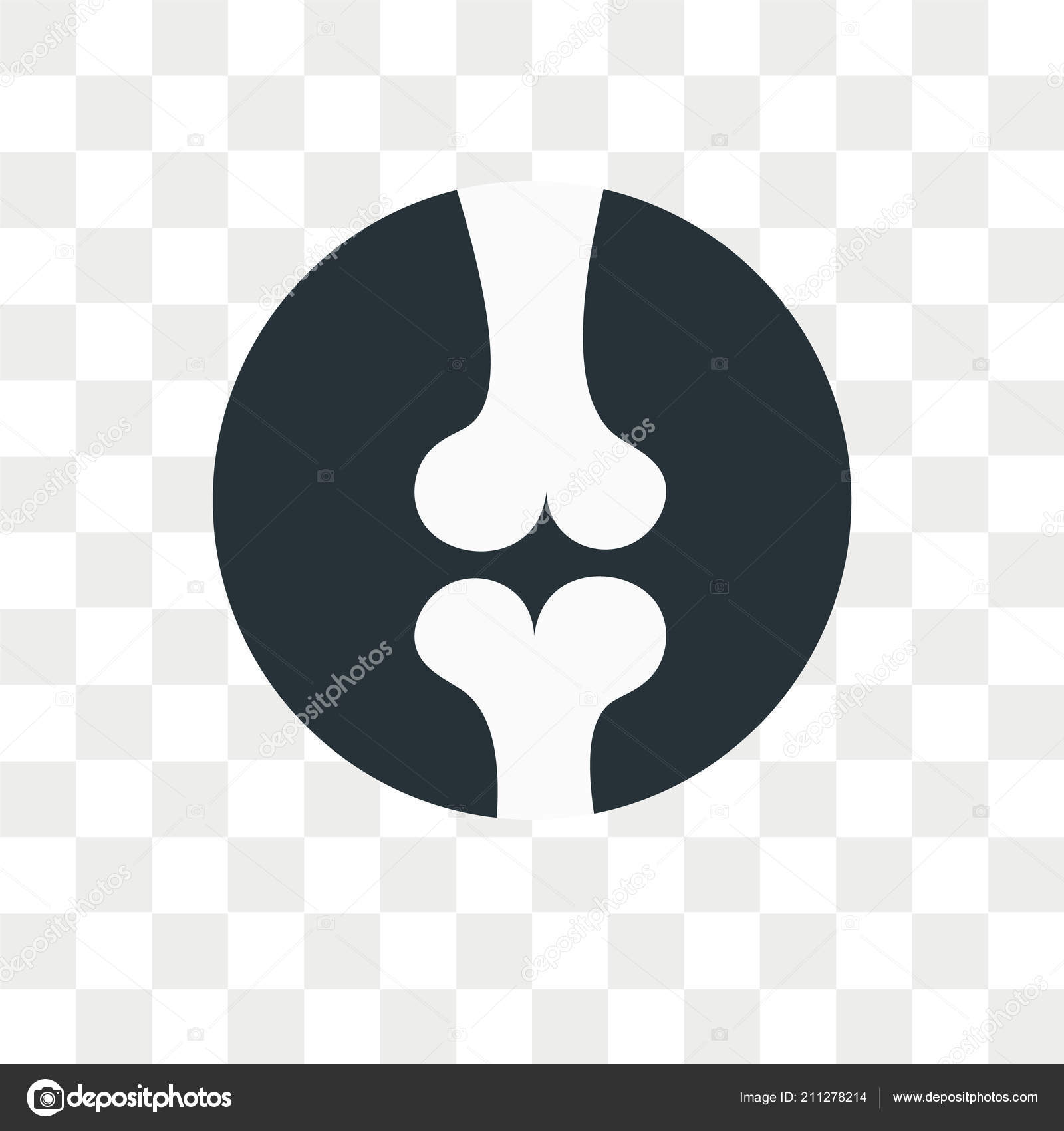 1600x1700 Femur Transparent Background