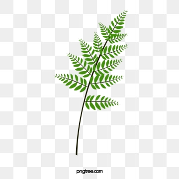 360x360 Fern Png, Vector, And Clipart With Transparent Background