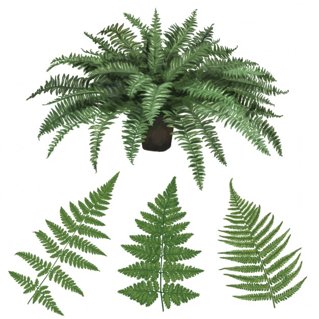 626x626 Fern Vectors, Photos And Free Download