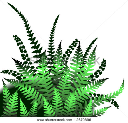 450x432 Fern Clipart Free Cliparts Download Images On Clipground