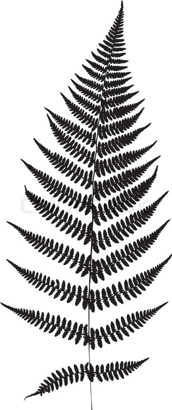 336x800 Fern Leaf Silhouette Vector Stock Vector Colourbox