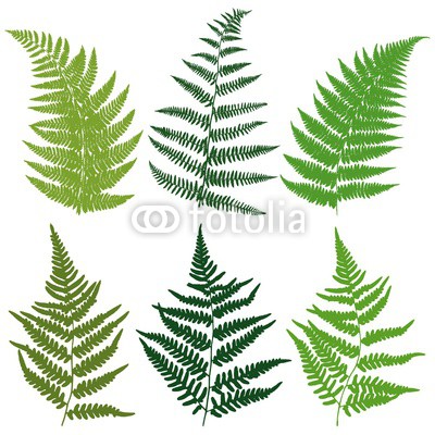 400x400 A Set Of Silhouettes Fern Leaves Vector Buy Photos Ap Images