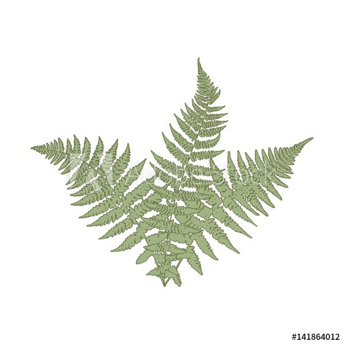 500x500 Fern Leaves Vector