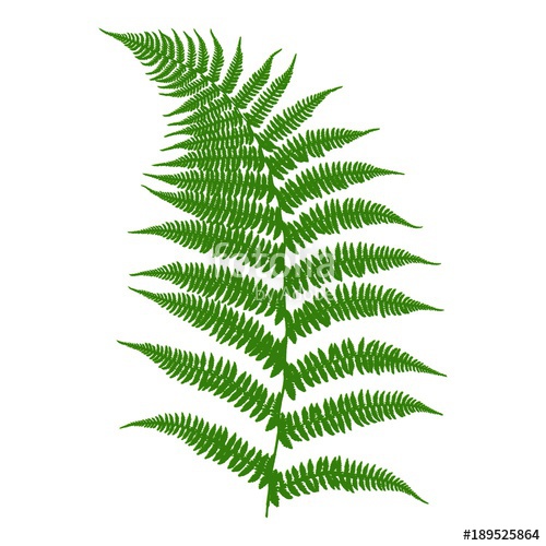 500x500 Fern An Image Of A Green Fern Leaf On A White Background Vector
