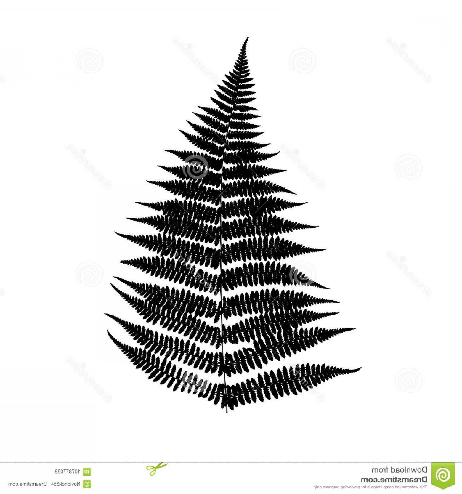 1560x1668 Hawaiian Fern Vectors Savoyuptown